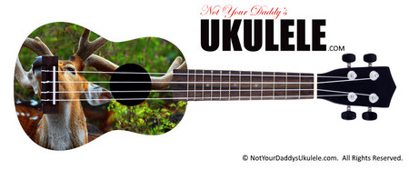 Buy Ukulele Animals Scent 